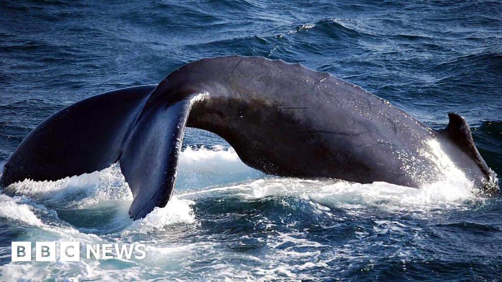 How Japan's appetite for watching whales is growing