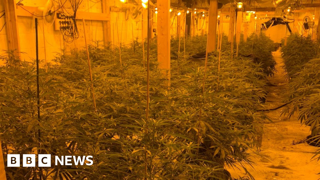 Hanley cannabis farms Hundreds of plants found