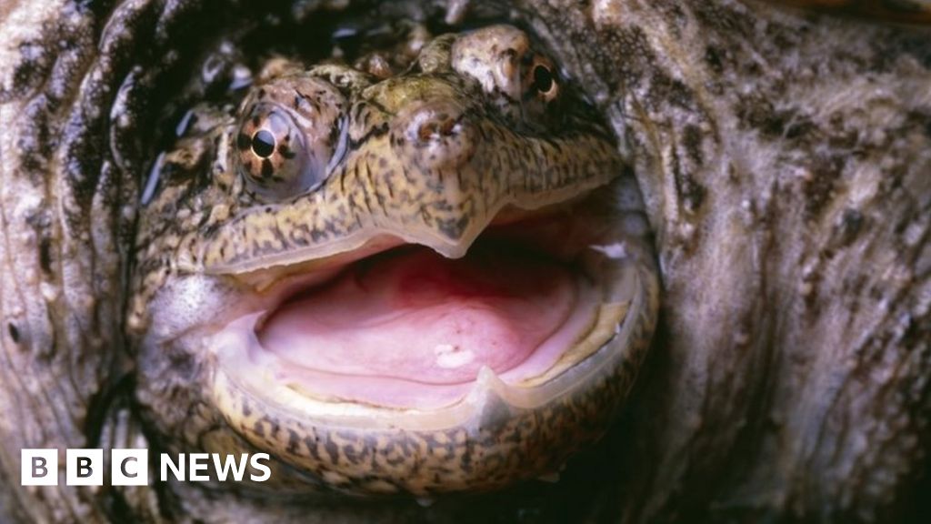 US teacher 'who fed sick puppy to snapping turtle' charged US teacher 'who fed sick puppy to snapping turtle' charged