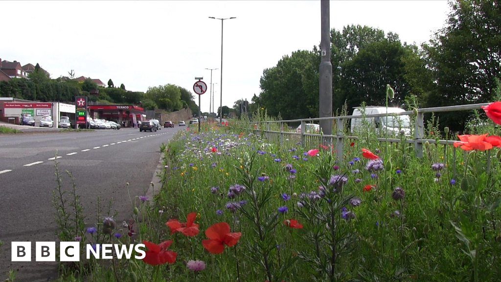 Rotherham's wildflower verges give roads splash of colour