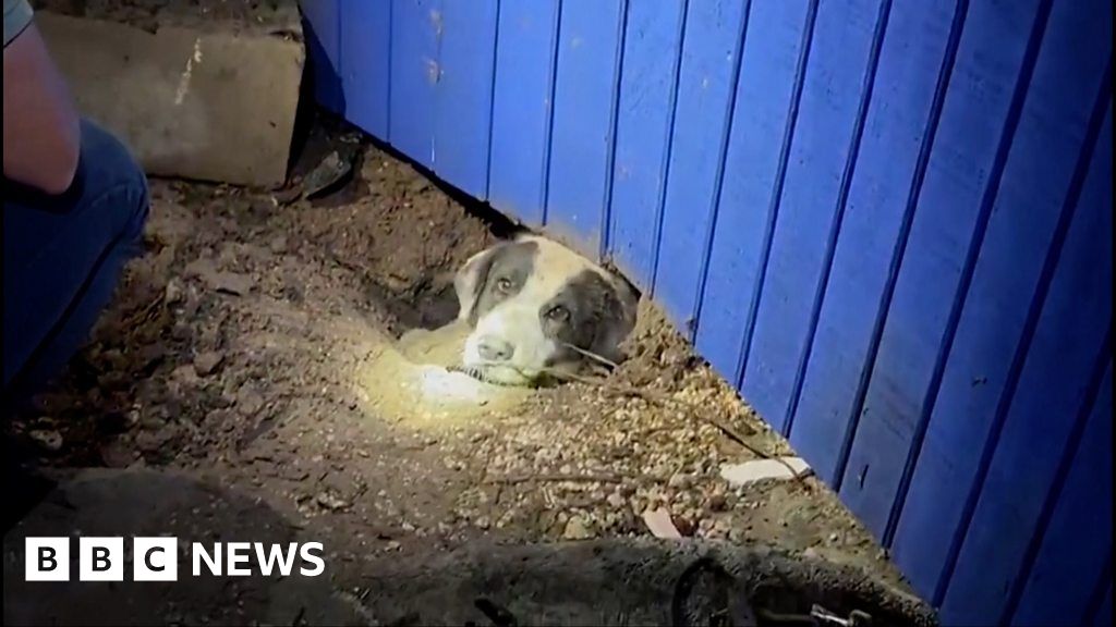 Trapped dog rescued from tornado destruction