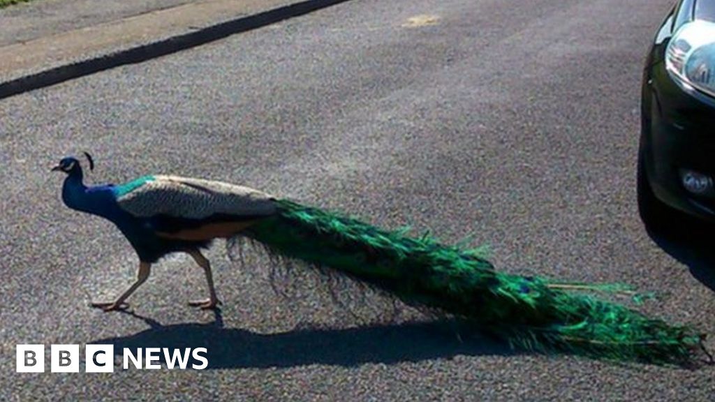 Mating peacocks and peahens cause Ushaw Moor 'mayhem' BBC News