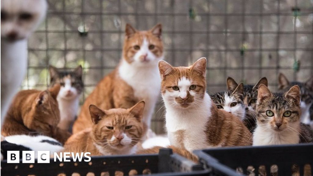 中国：警方解救1000只猫，打击非法猫肉贸易