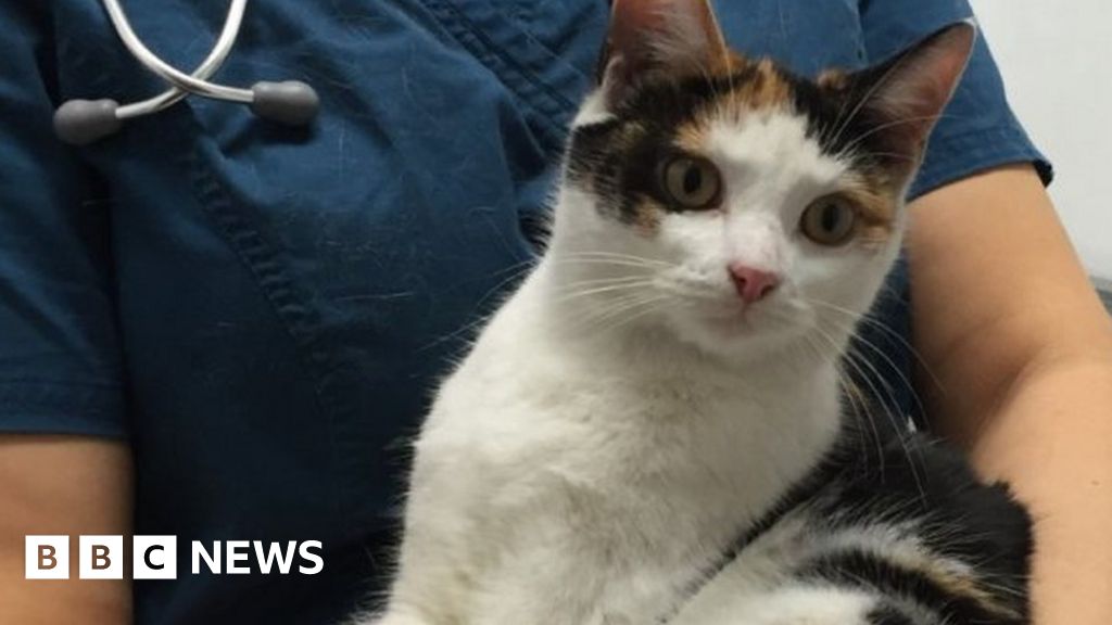 Tinsel Cat Found In Car Engine Reunited With Owner Bbc News