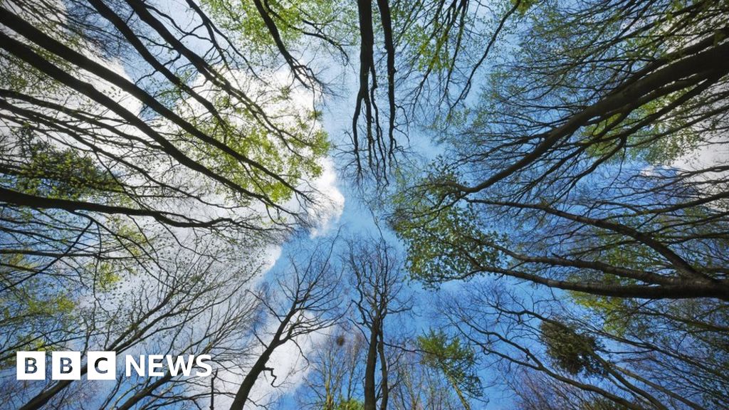 Climate change: UK forests 'could do more harm than good' - BBC News