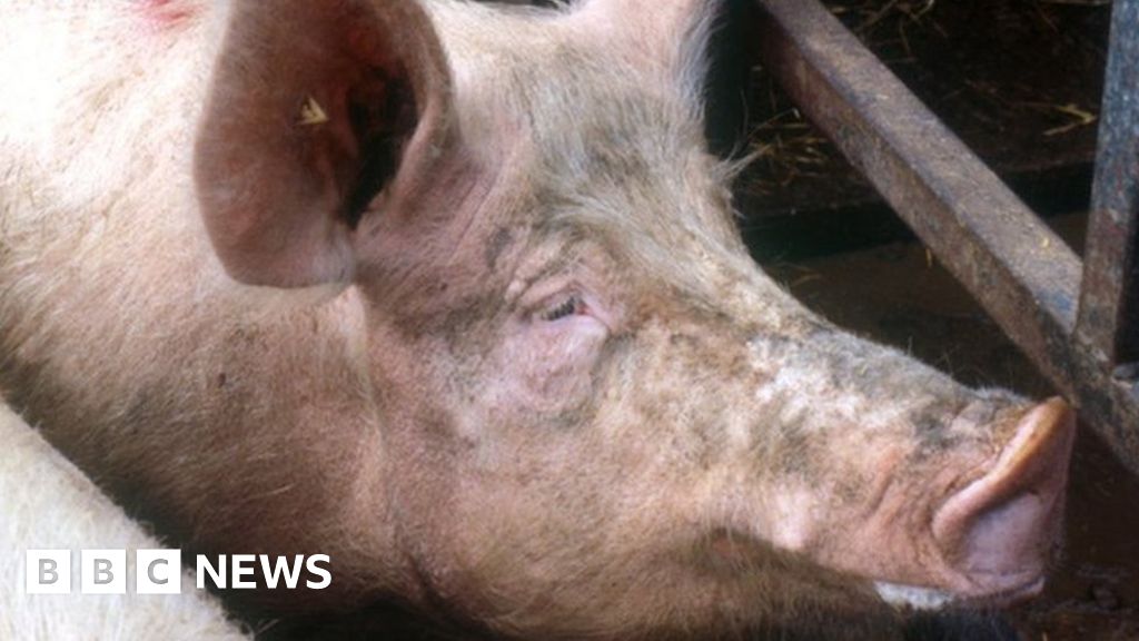 Norfolk: Control zone created while officials test for disease in pigs