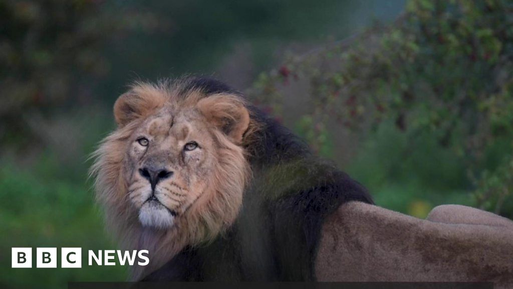 Chester Zoo recreates forest region of India for lions