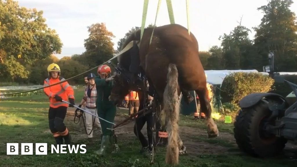 Shire horse rescued from Hildersham sewage pit 