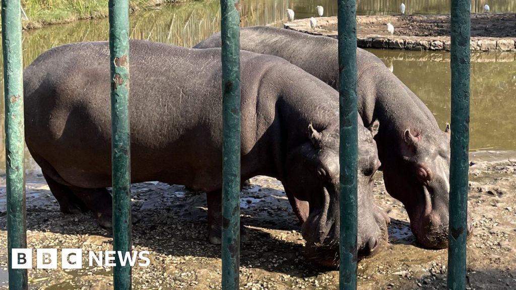 Egypt zoo overhaul plan raises animal welfare fears