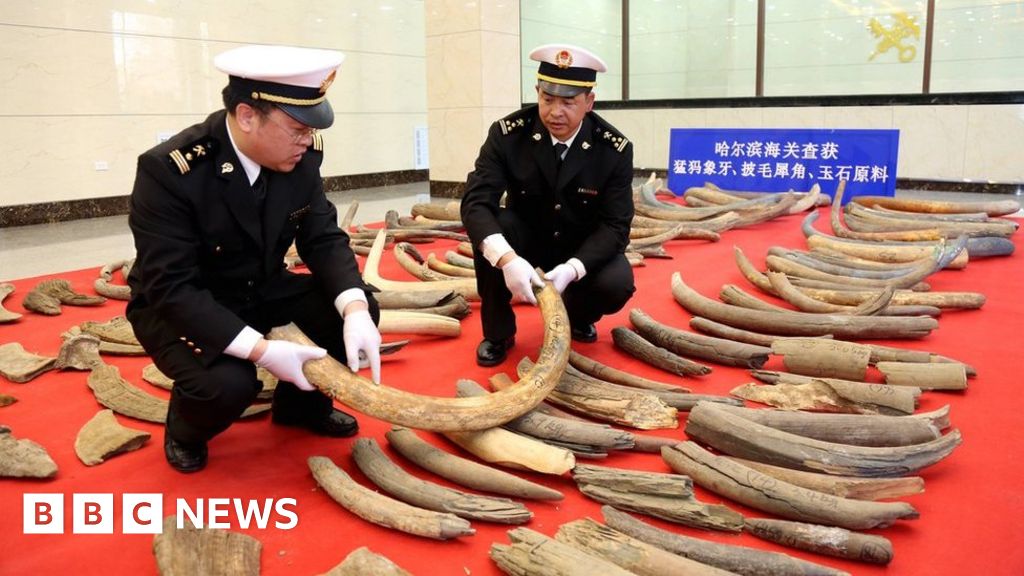 Mammoth tusk haul seized by Chinese customs - BBC News
