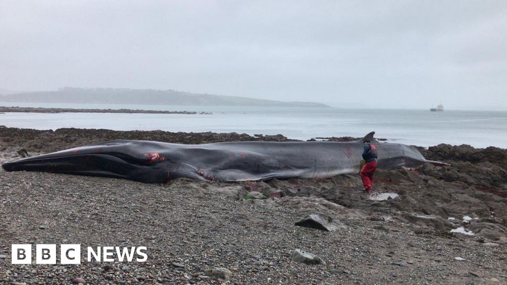 Whale beached in Cornwall Rescuers race to save the whale BBC News Whale beached in Cornwall Rescuers race to save the whale BBC News