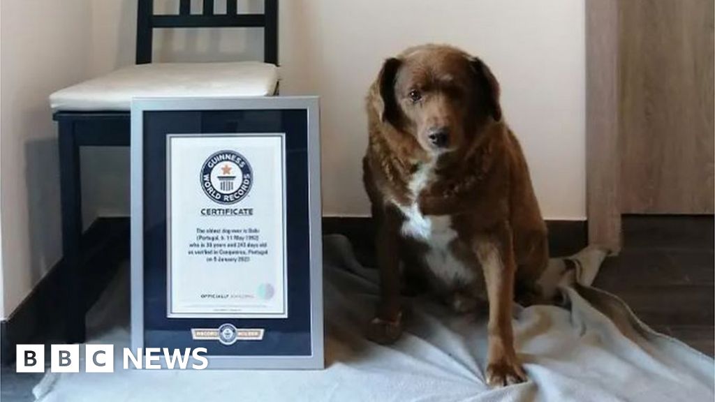 Bobi quebra o recorde mundial do Guinness por ser o cão mais velho de todos os tempos