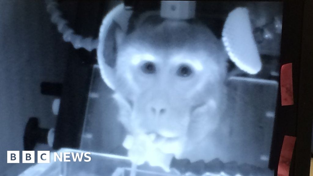 Is testing on primates still needed? - BBC News