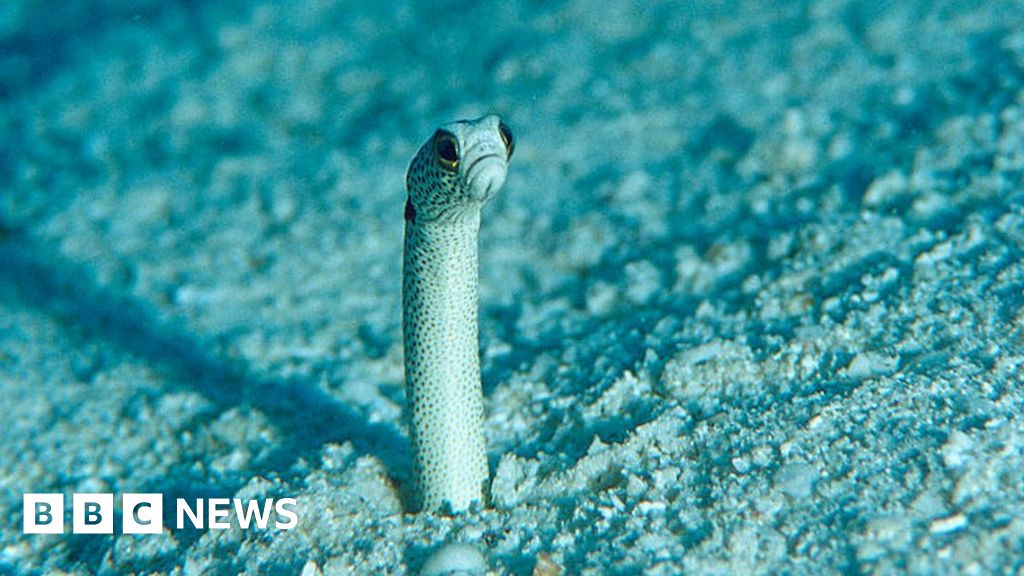 Garden eels about humans' need people to videochat BBC News