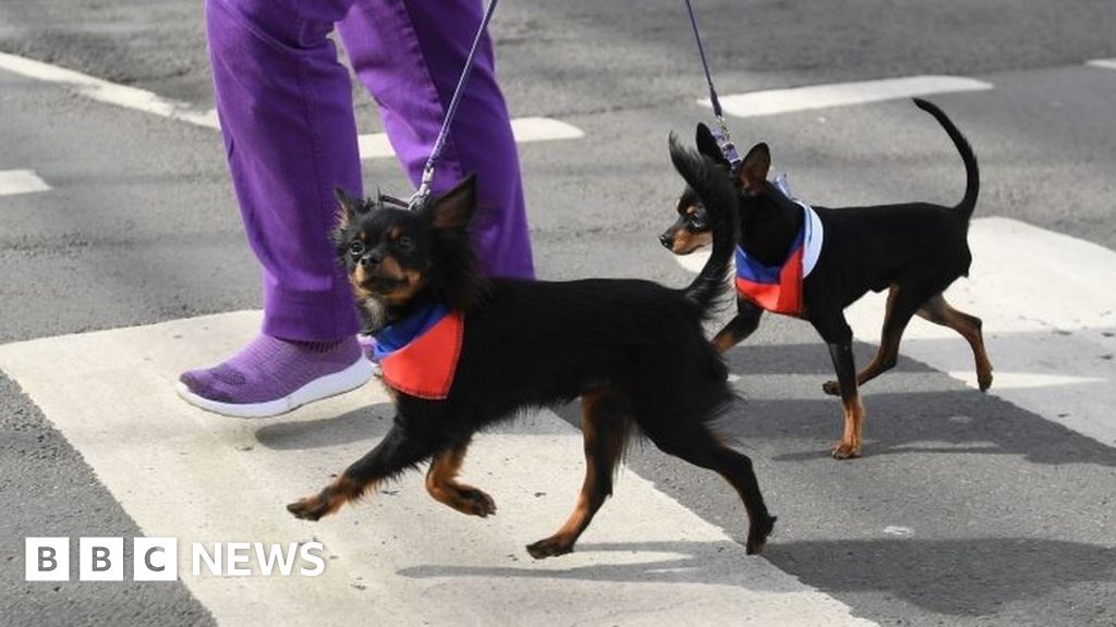 Crufts 2019 World's biggest dog show returns to Birmingham NEC BBC News