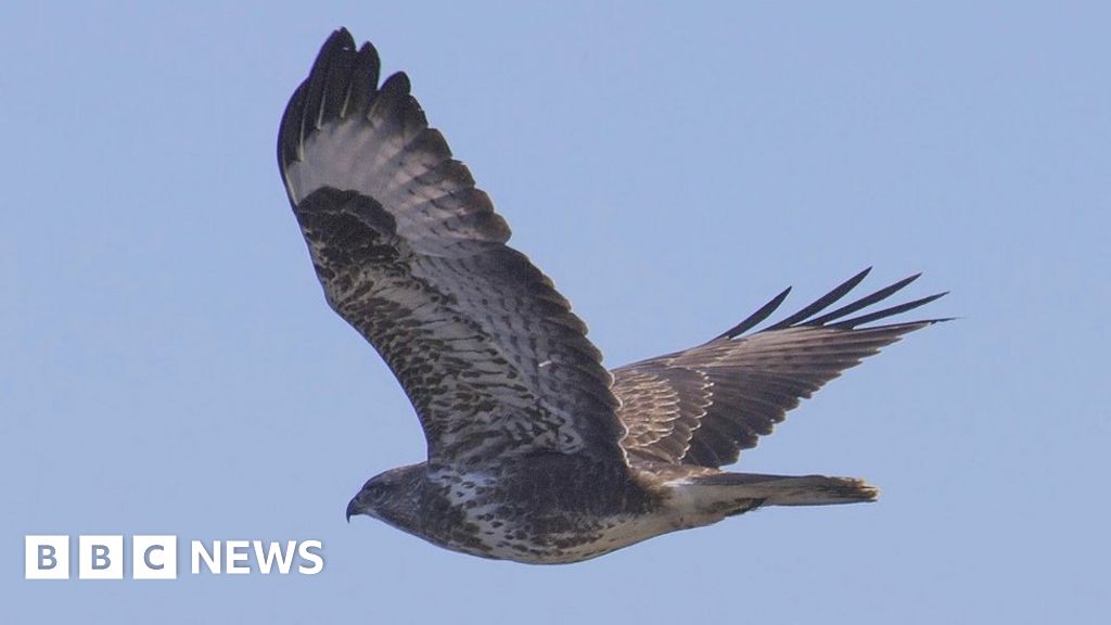 How buzzards came to fly over the UK again - BBC News