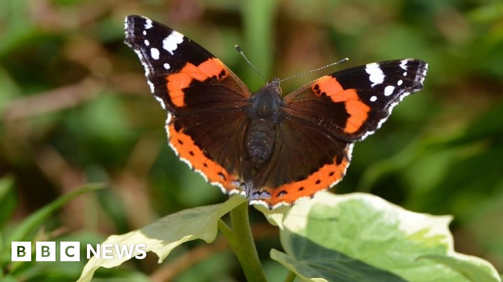 101919664 red admiral bbc