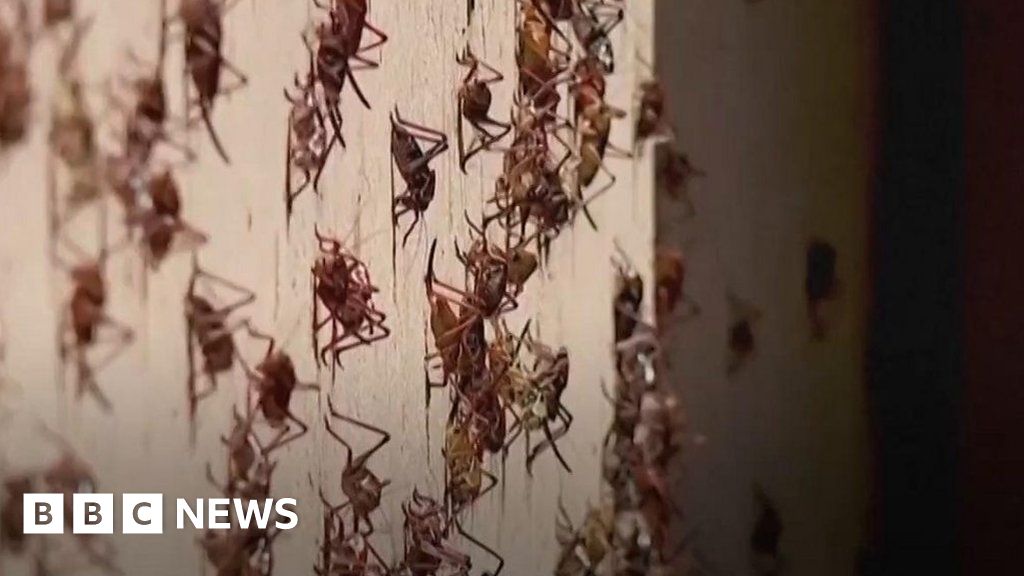 'It makes your skin crawl': Mormon crickets invade US town