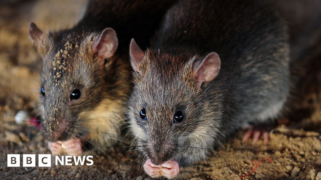Drugs: India police say rats ate 200kg of seized
cannabis