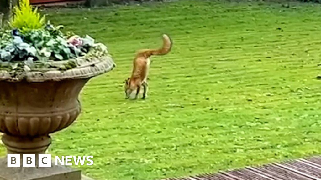‘We’ve got a two-legged fox on the lawn’