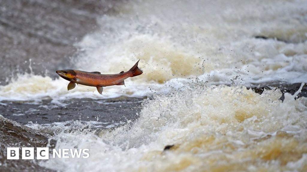 First pink salmon caught in Welsh waters for decades BBC News