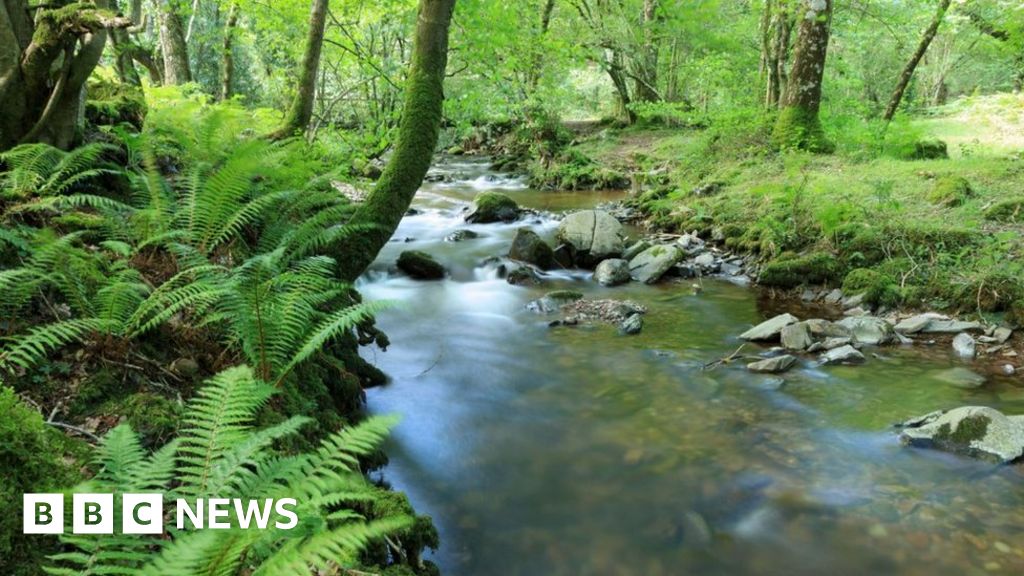 Rivers slowed to help wildlife and tackle flooding - BBC News