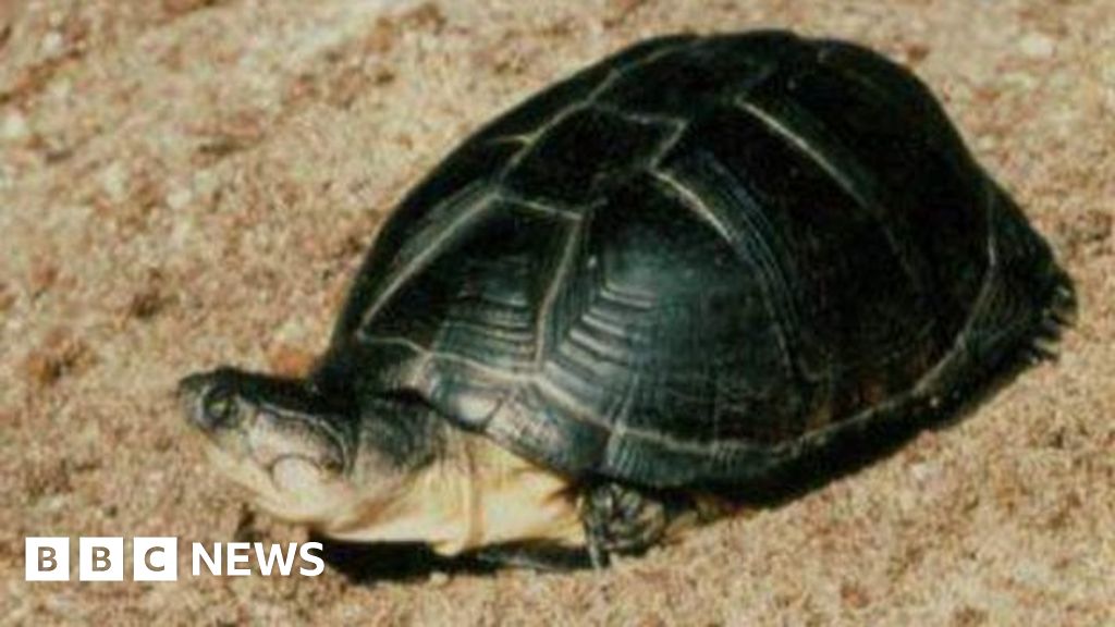 Stolen turtle Clyde returned safe and well to aquarium