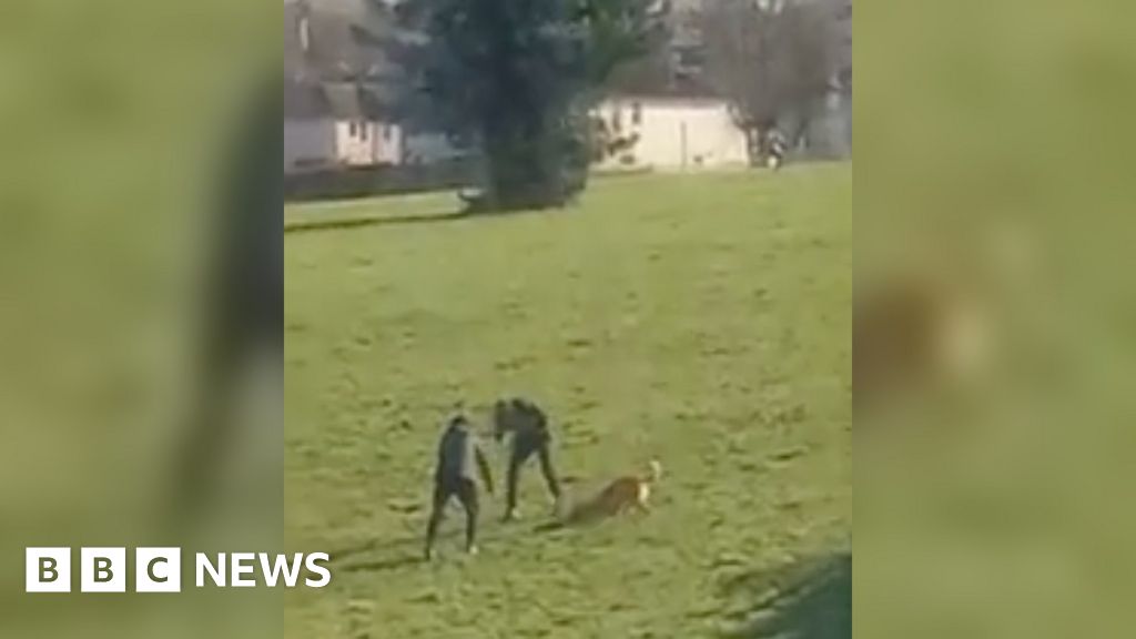 Burnley trio who posted dog attack films on TikTok jailed - BBC News