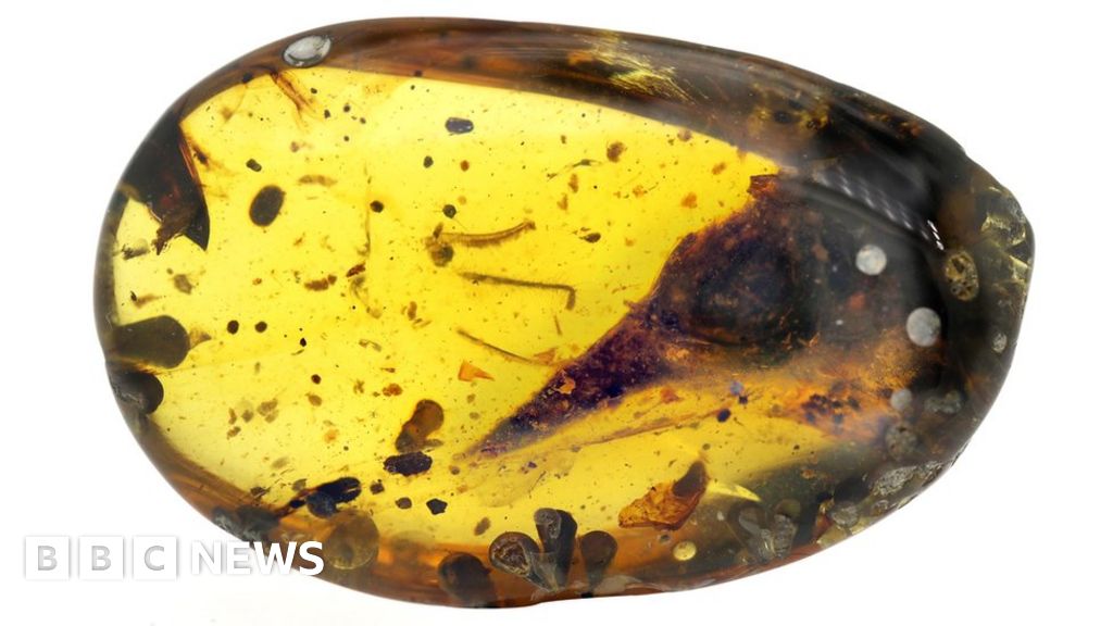 Smallest dinosaur found 'trapped in amber'
