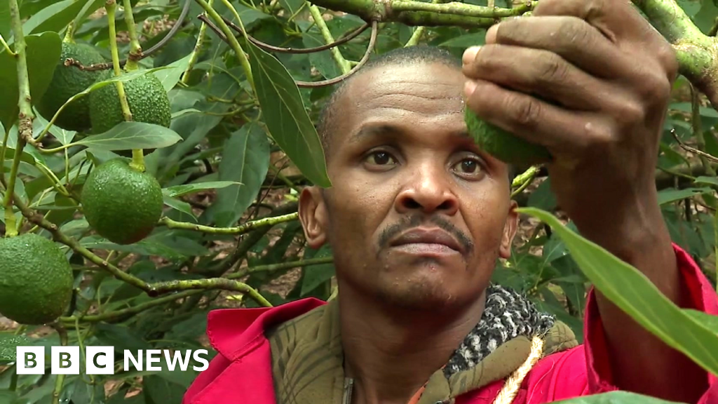 Kenyan vigilantes taking on avocado gangs