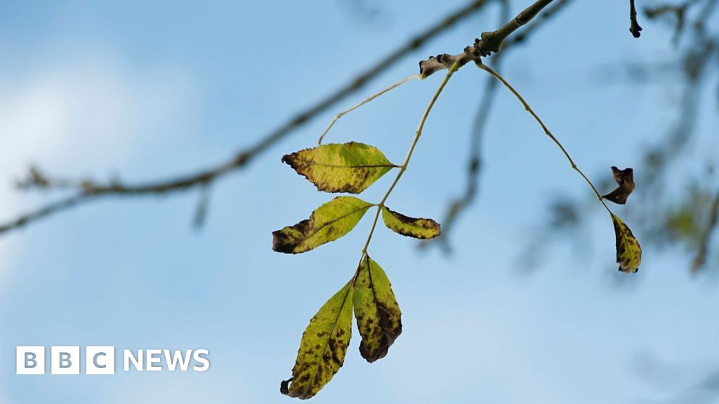 Ash Dieback Ash Woodlands May Flourish Once Again    104613074 Gettyimages 629393715 