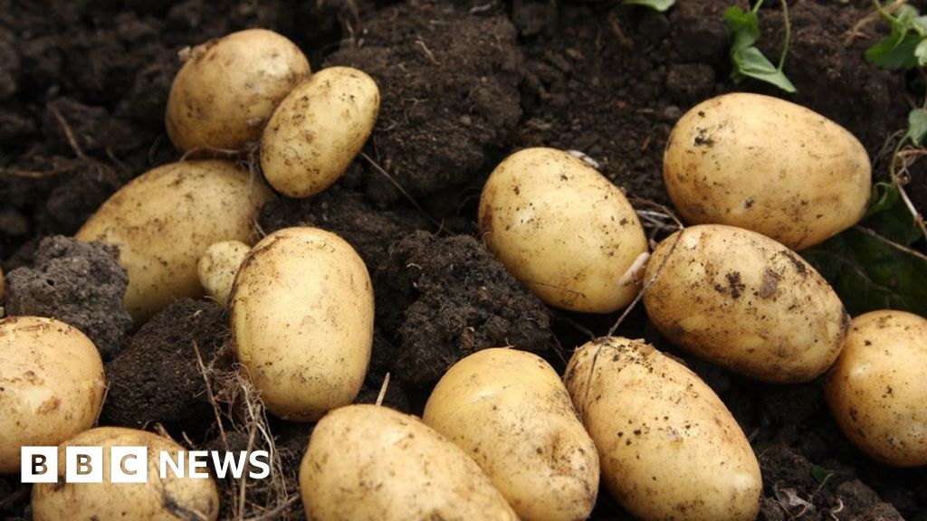Northern Ireland potato crops being hit by changing weather