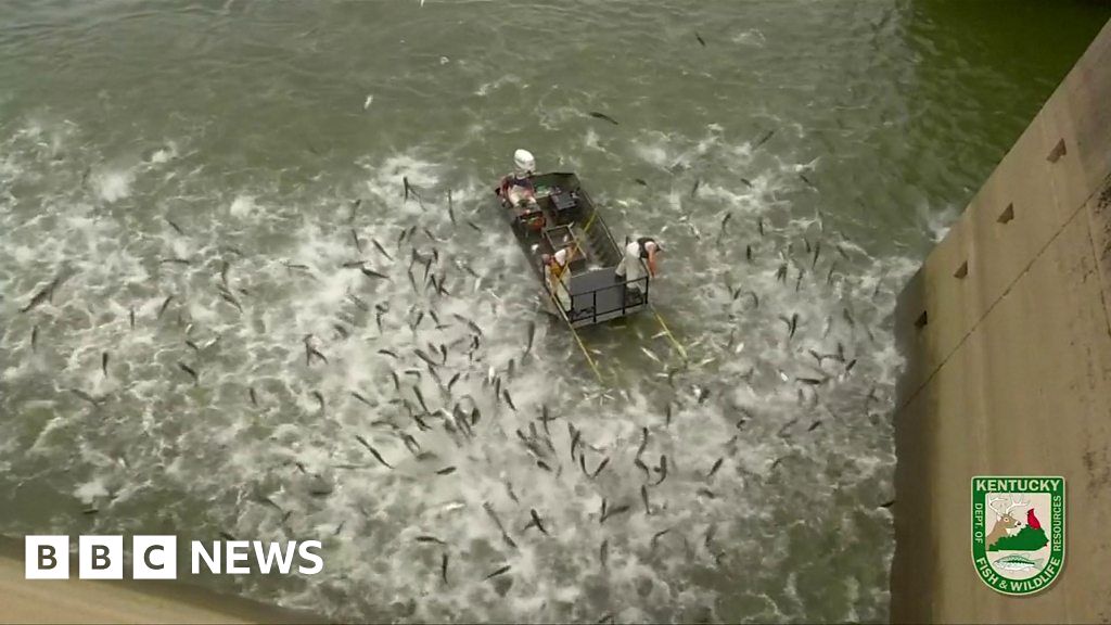 Stunned Asian carp leap from Kentucky lake during &lsquo;electrofishing&rsquo;