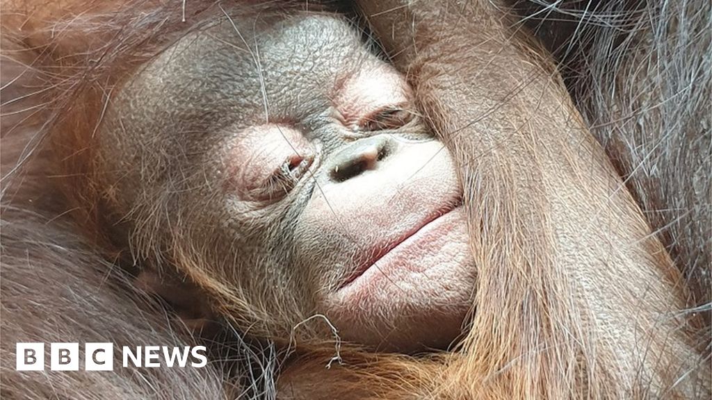 'Surprise' orangutan born at Chester Zoo after negative pregnancy tests - B