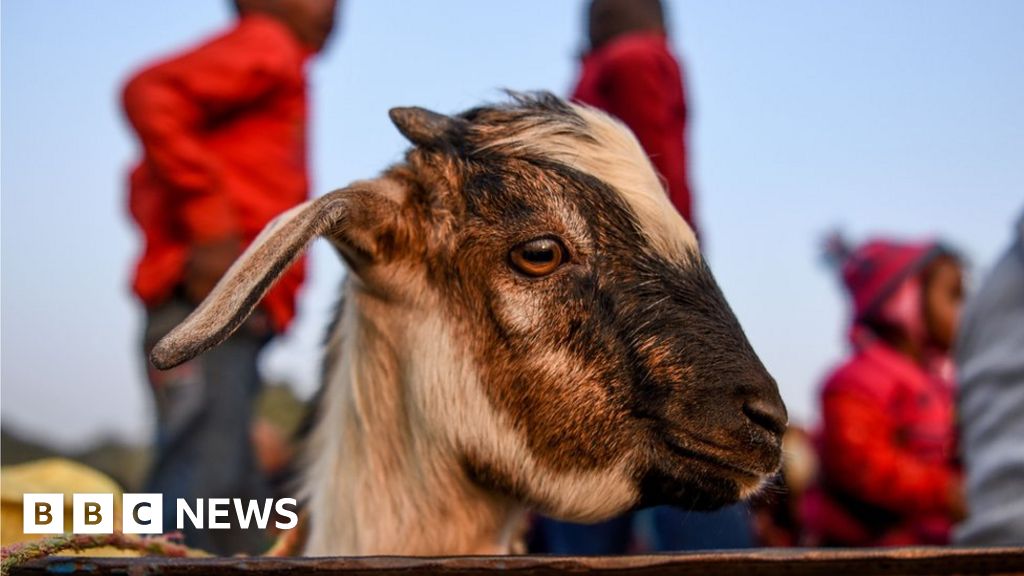 Gadhimai Nepal S Animal Sacrifice Festival Goes Ahead Despite Ban Bbc News