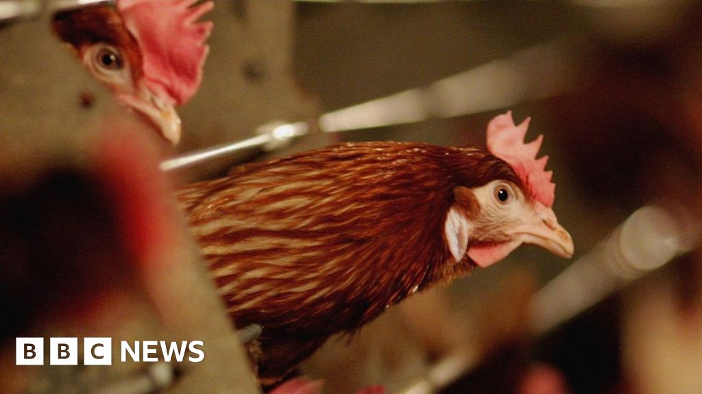 Farmers Warned To Keep Birds Indoors As Bird Flu Spreads Across East Of ...