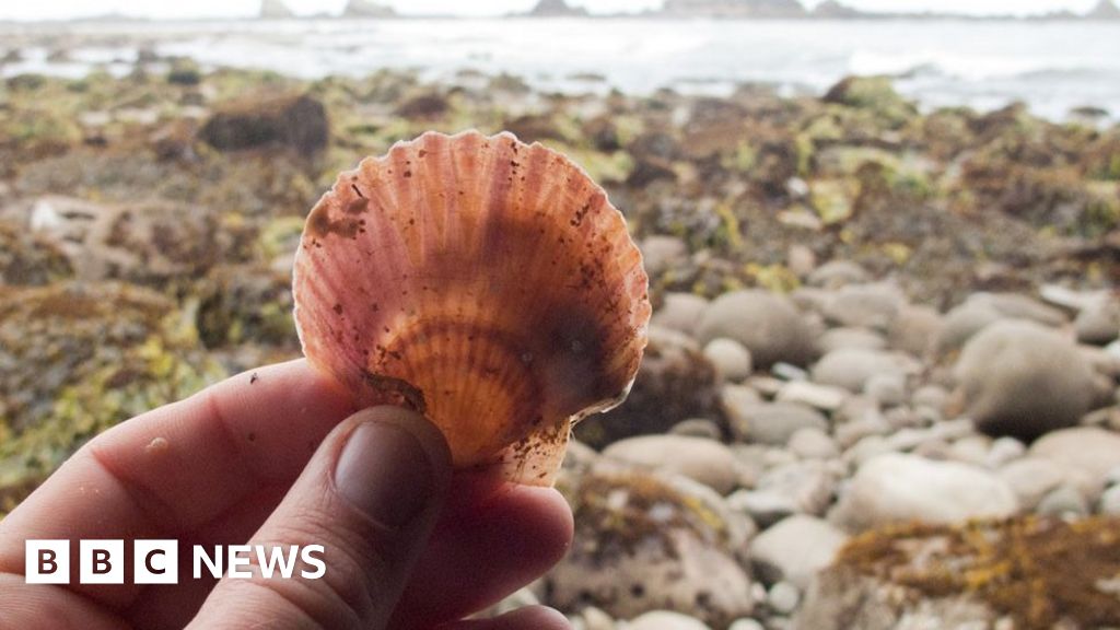 Tsunami Drives Species Army Across Pacific To Us Coast Bbc News