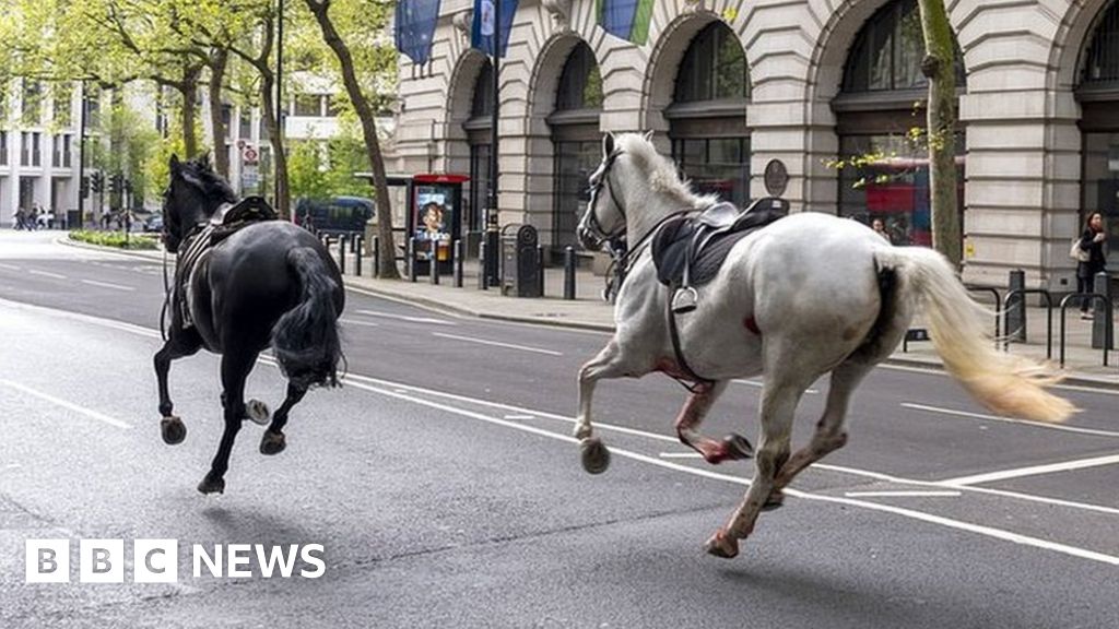 Household Cavalry horses are making remarkable progress - Army - BBC News