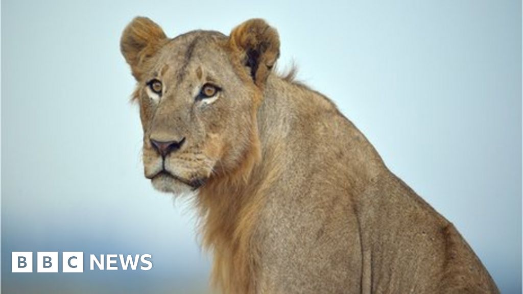 African lions likely to gain enhanced protection status - BBC News