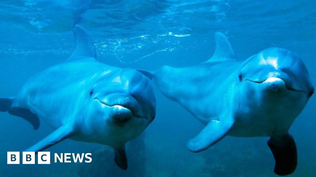 Cardigan Bay dolphins may have high-pitch Welsh accent