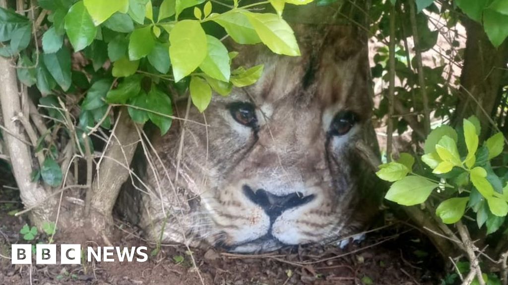 Kenya alarm after carrier bag mistaken for stray lion