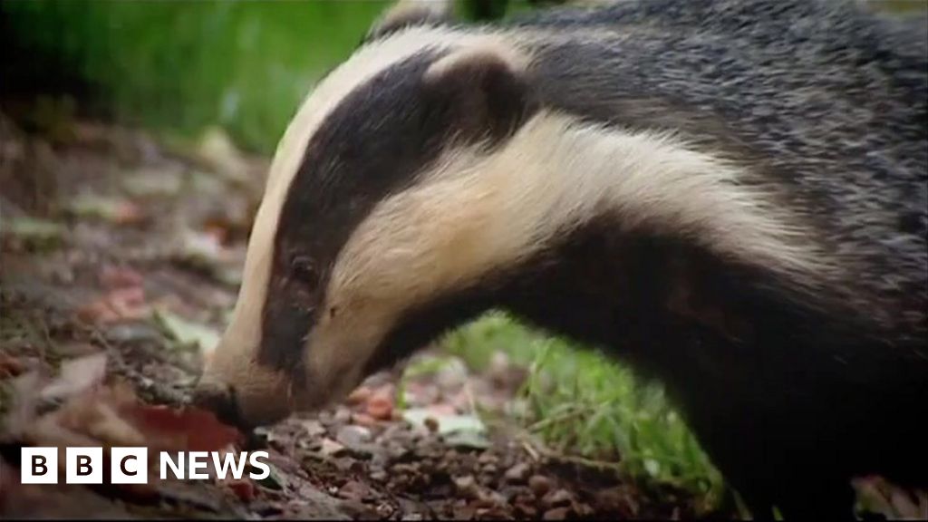 Is The Badger Cull Helping Control The Spread Of TB? - BBC News