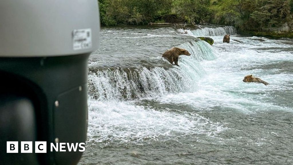 Pemirsa “Bear Cam” menyelamatkan seorang pejalan kaki yang terdampar di Alaska