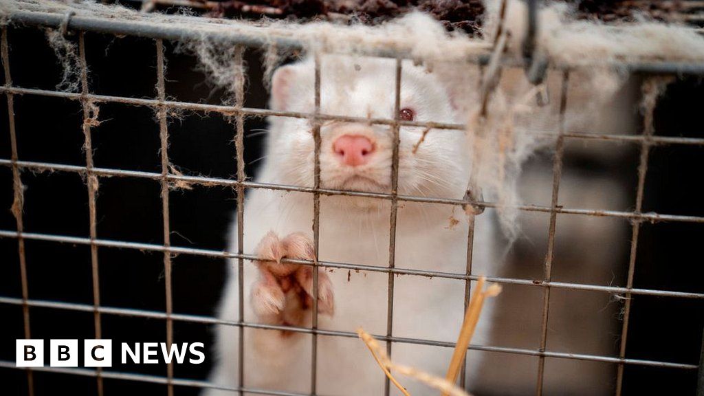 Fur industry faces uncertain future due to Covid