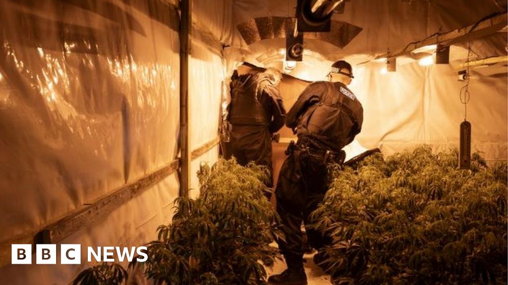 Three Charged After More Than 5,000 Cannabis Plants Found In Raid