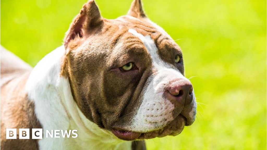 American Bully Xls Will Not Be Culled Under Ban, Says Chief Vet - Bbc News