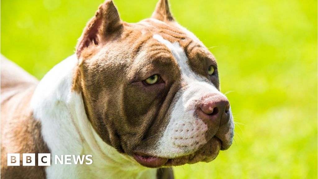 American bully XL owners speak of heartbreak at ban - BBC News