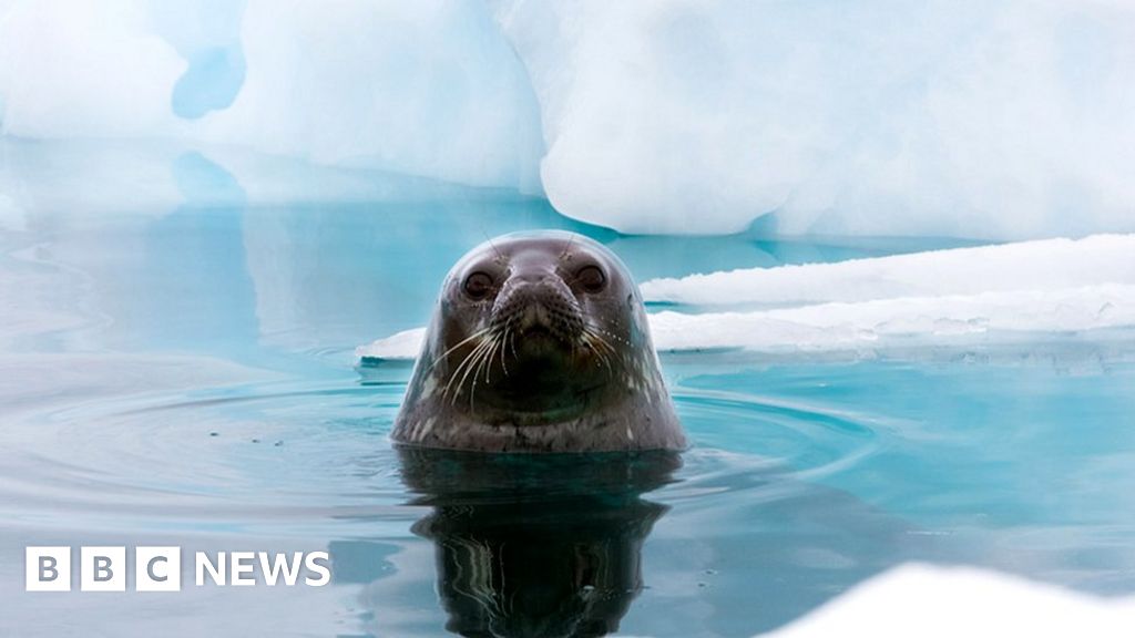 Buco dell'ozono: perché la fauna selvatica dell'Antartide si “scotta”