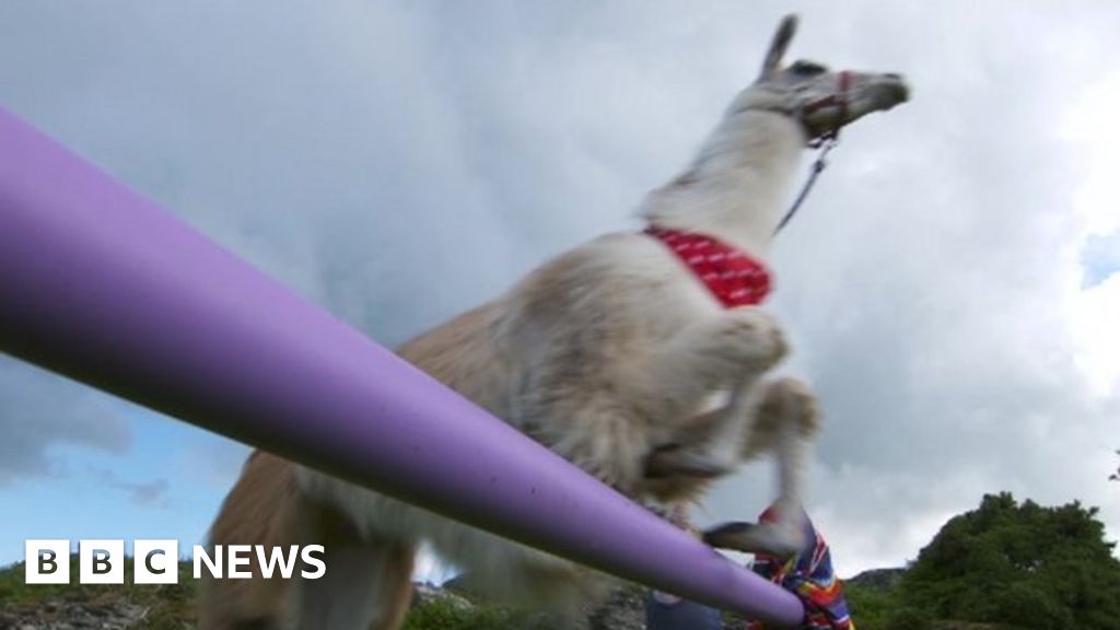 Porthmadog llama Caspa sets highest jump world record BBC News