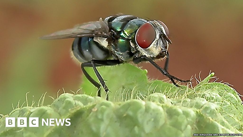 Flies more germ-laden than suspected
